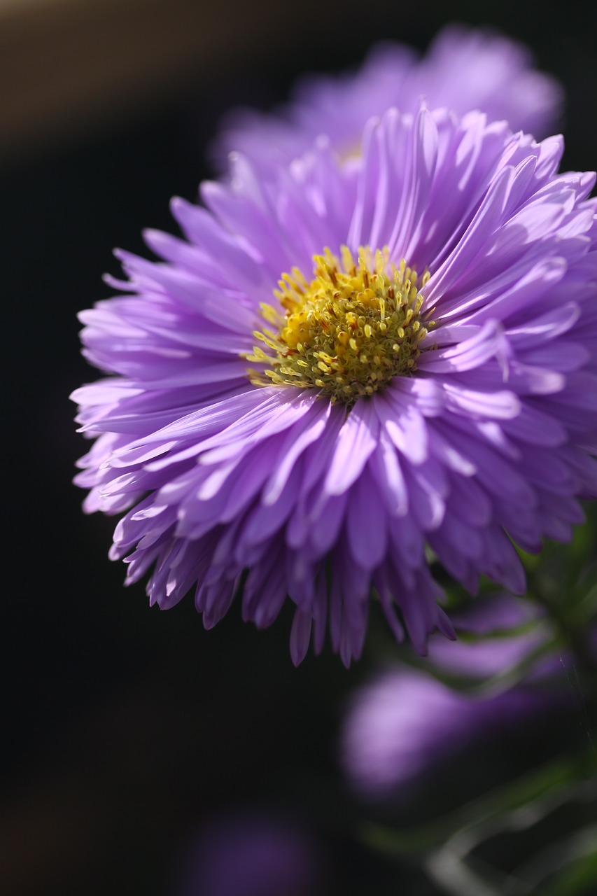 Image - aster flower purple garden petal
