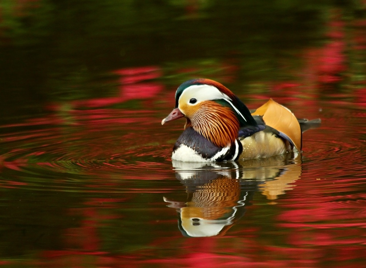 Image - mandarin duck isabella plantation