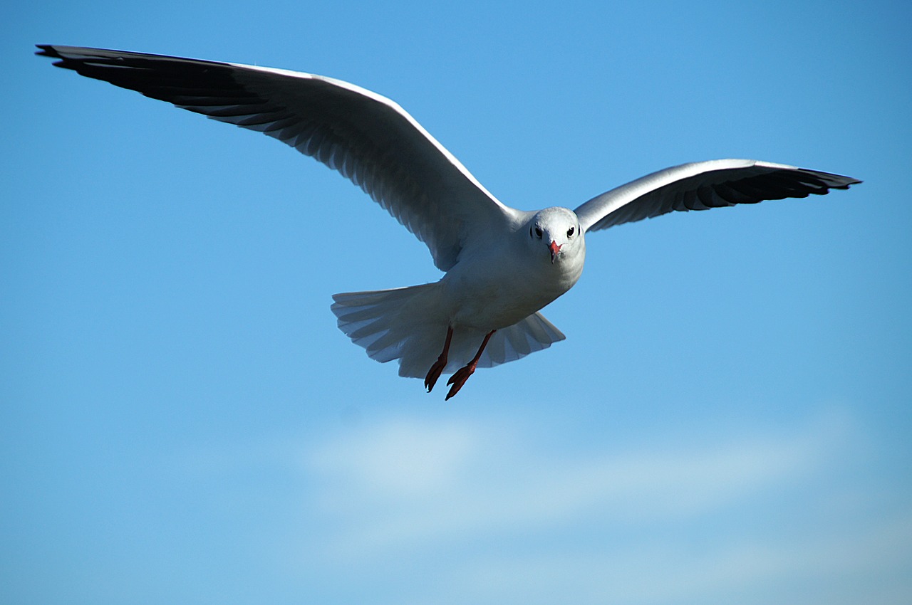 Image - gull tern bird flight