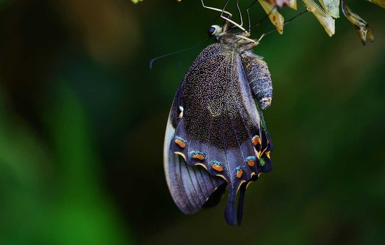 Image - cocoon butterfly insect animal