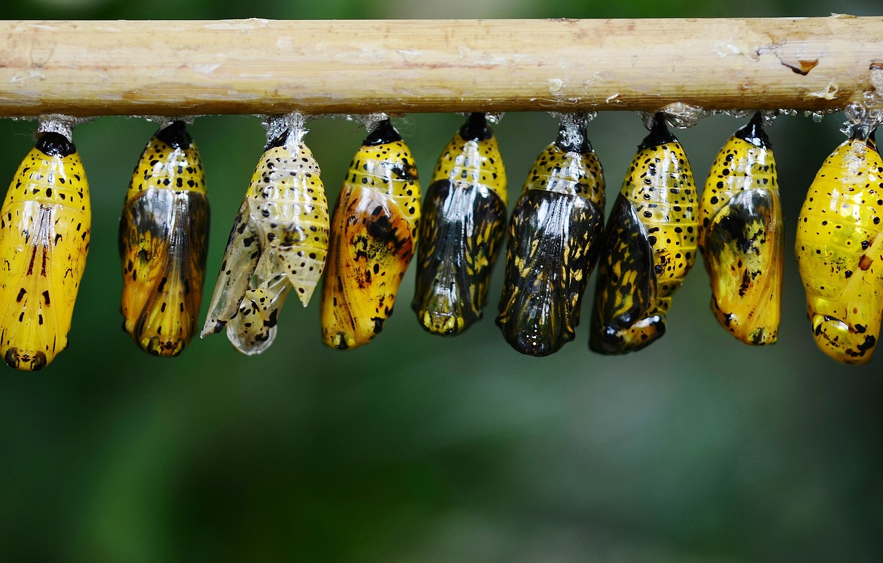 Image - cocoon butterfly insect animal