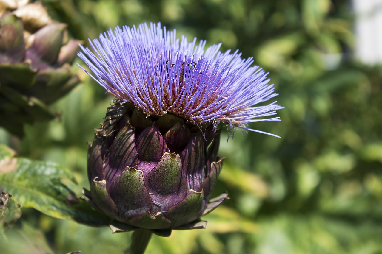 Image - artichoke flower purple nature