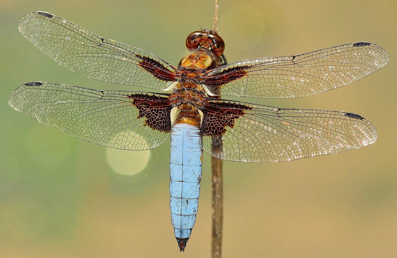 Image - insects dragonfly depressa macro