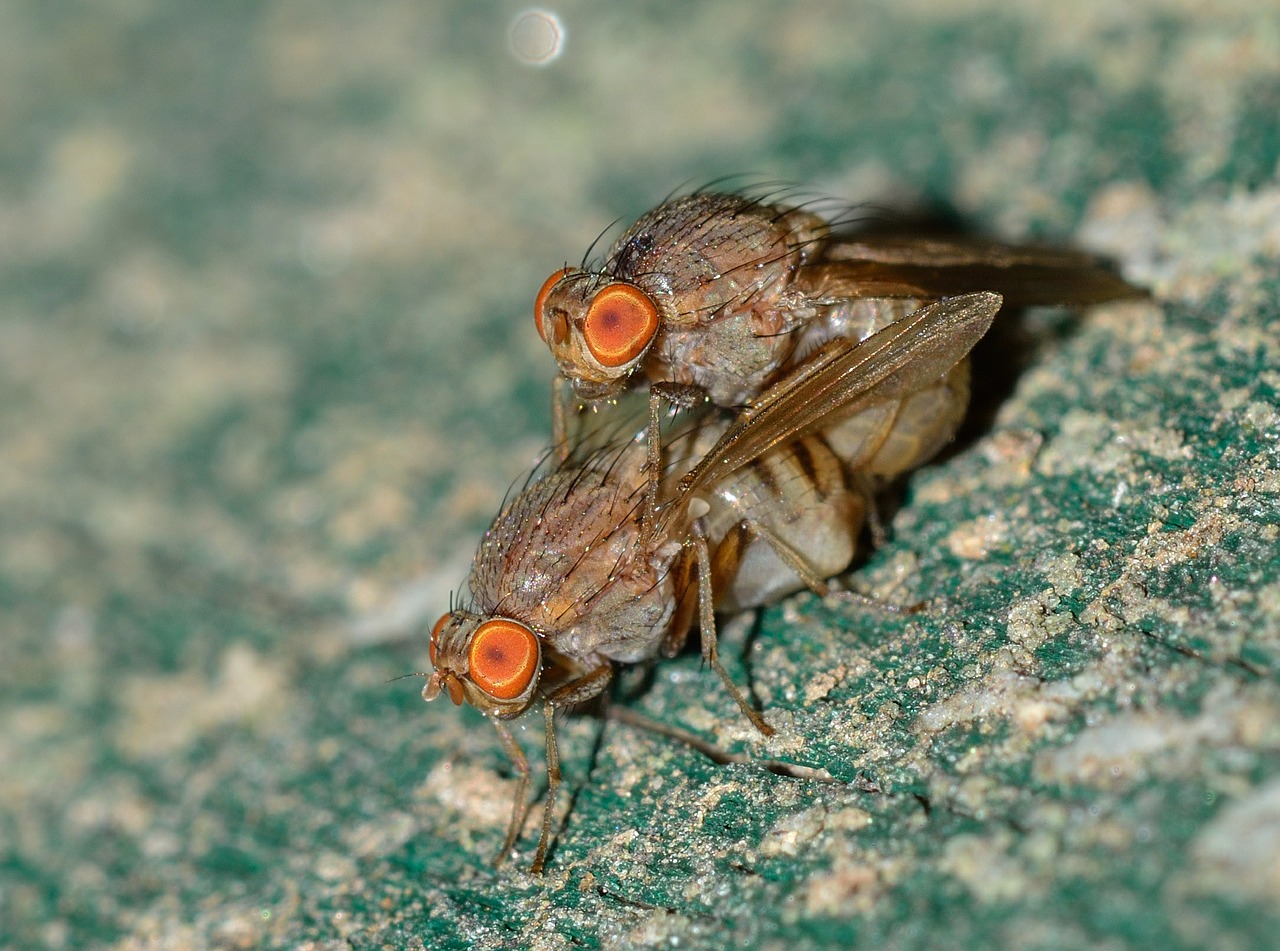 Image - nature insects moscow coupling fly