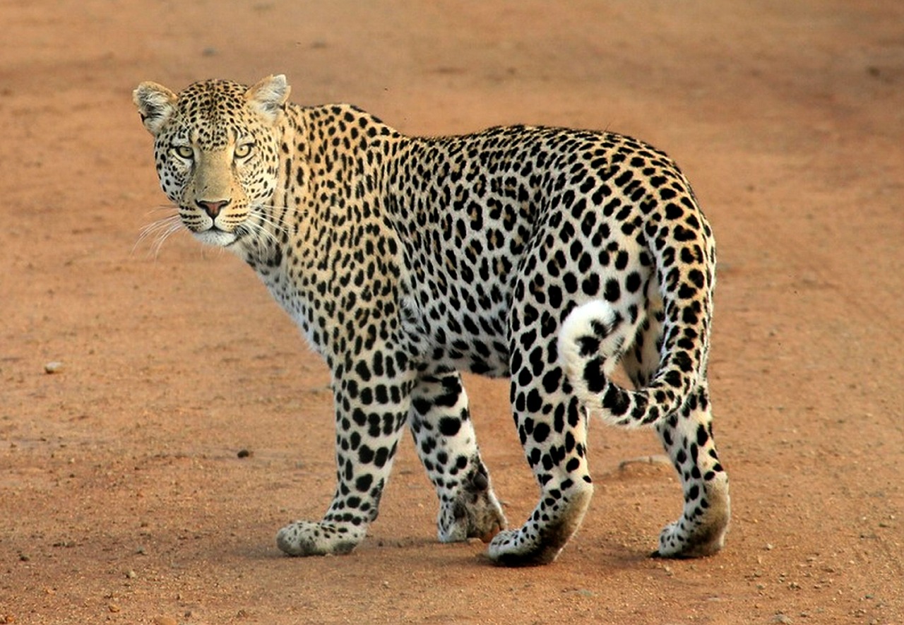 Image - leopard leopard spots animal wild