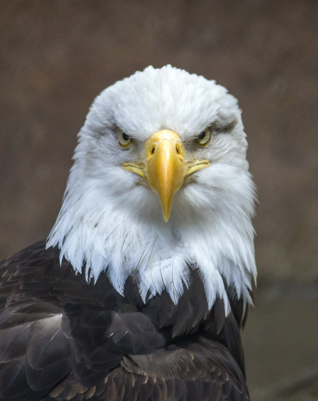 Image - bald eagle eagle bird nature