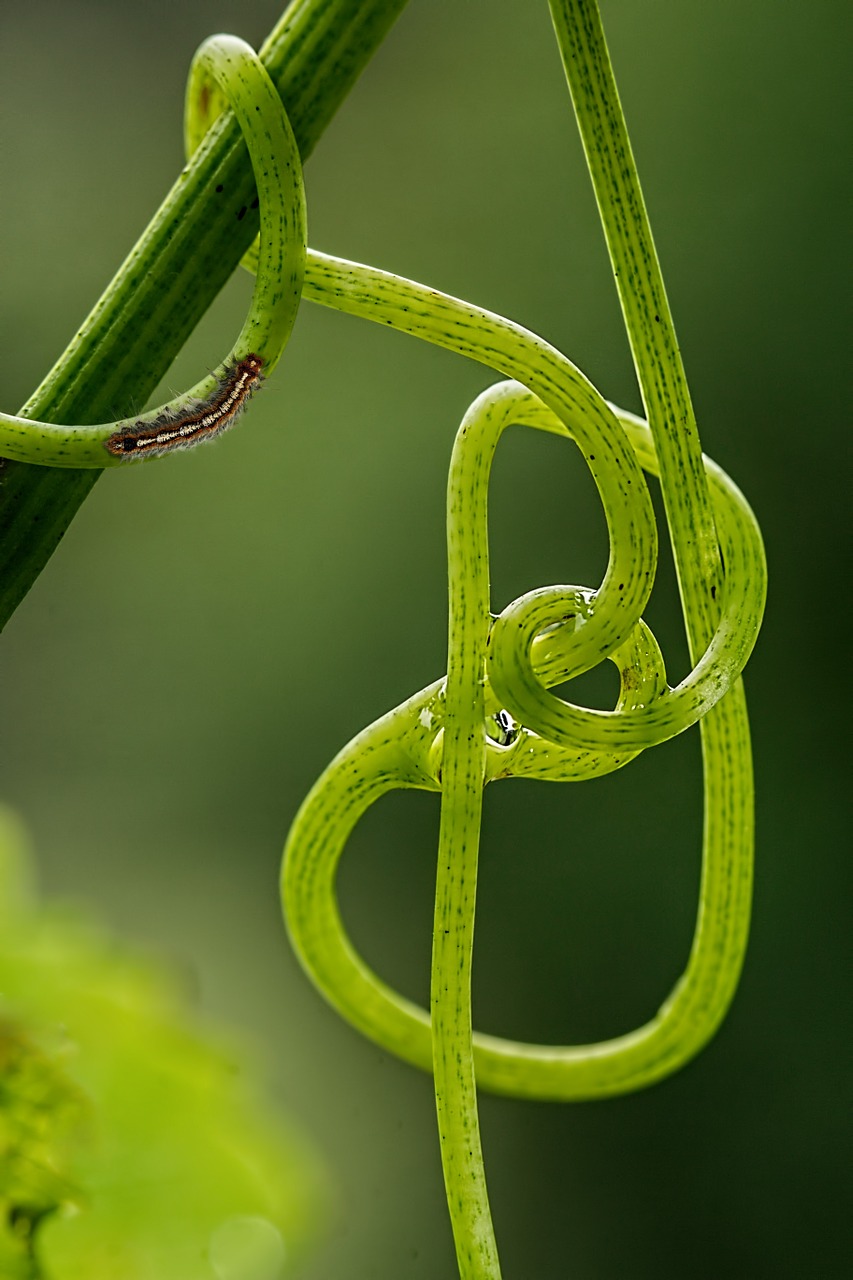 Image - grape vine tendril climbing plant