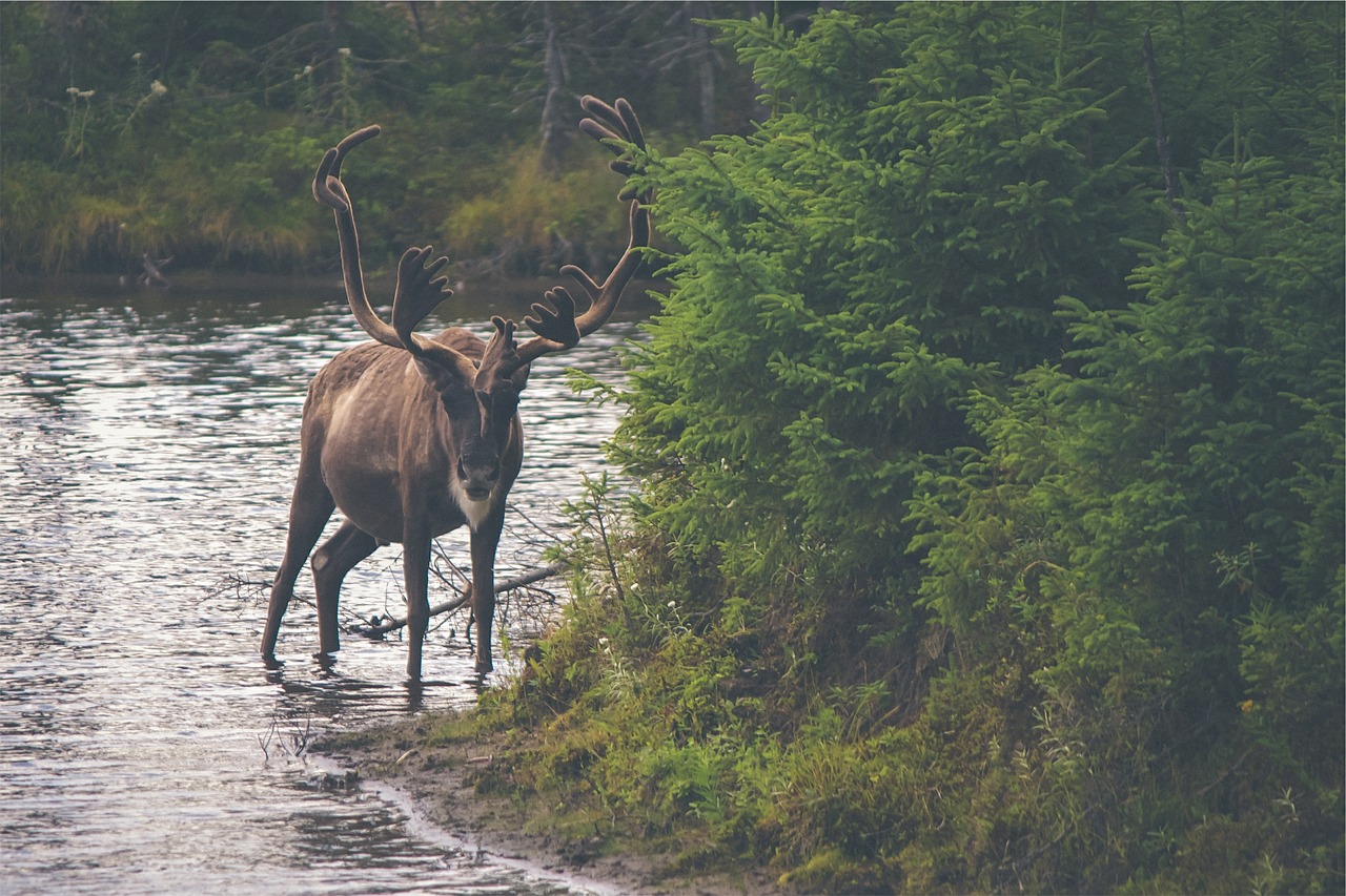 Image - elk moose canada alaska animal