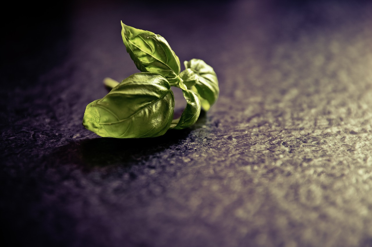 Image - basil spice plant food green