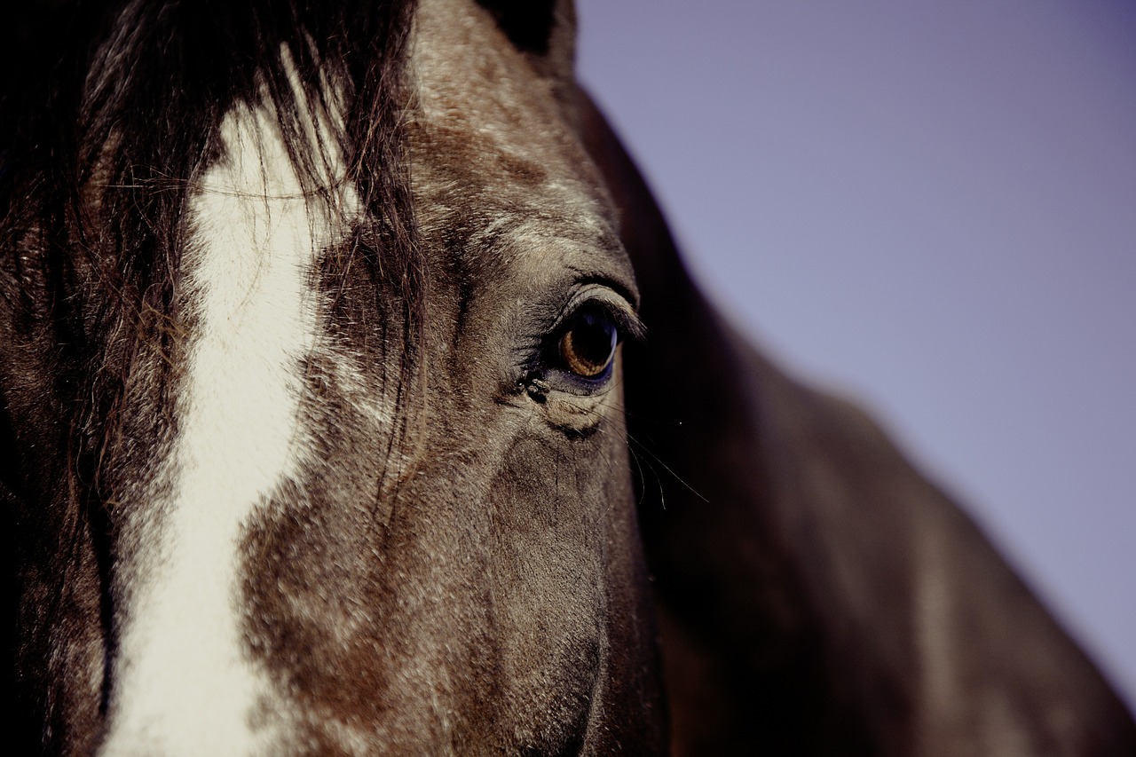 Image - horse ride reiter equestrian