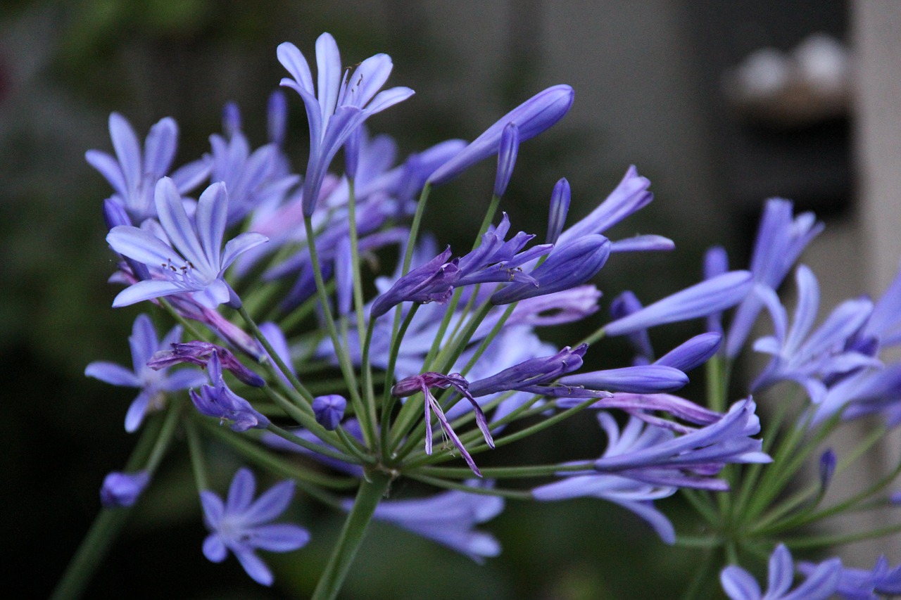 Image - agapanthus lily blue lily blossom