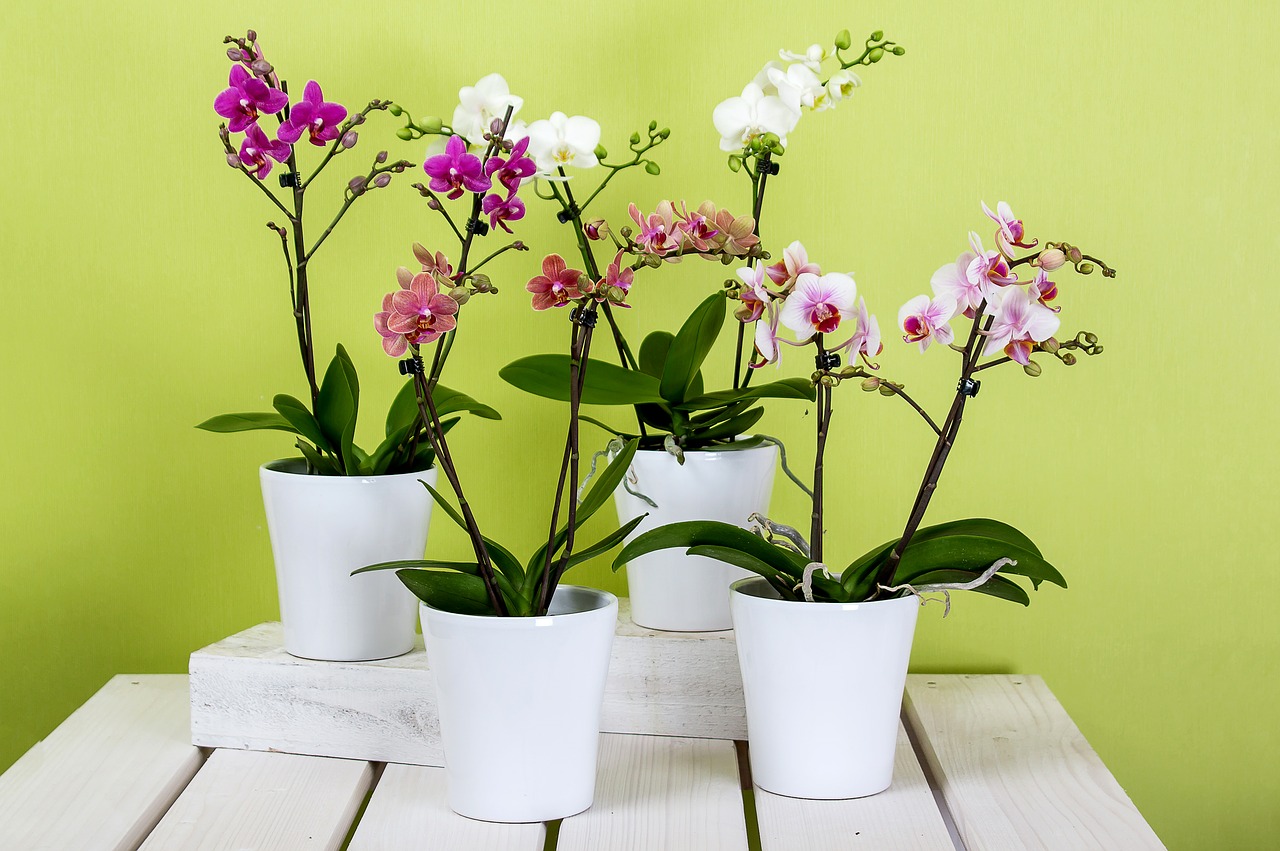 Image - orchids phalaenopsis flower