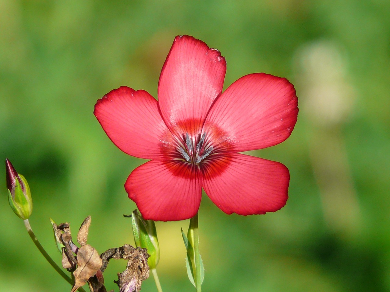 Image - red lein blossom bloom flower red