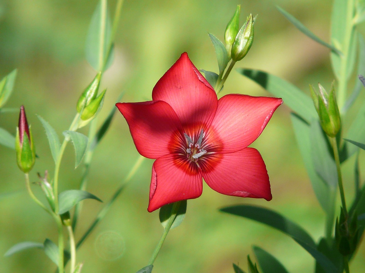 Image - flower red lein blossom bloom red