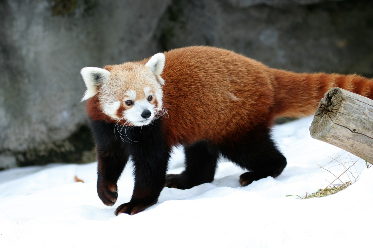 Image - red panda panda cat bear walking