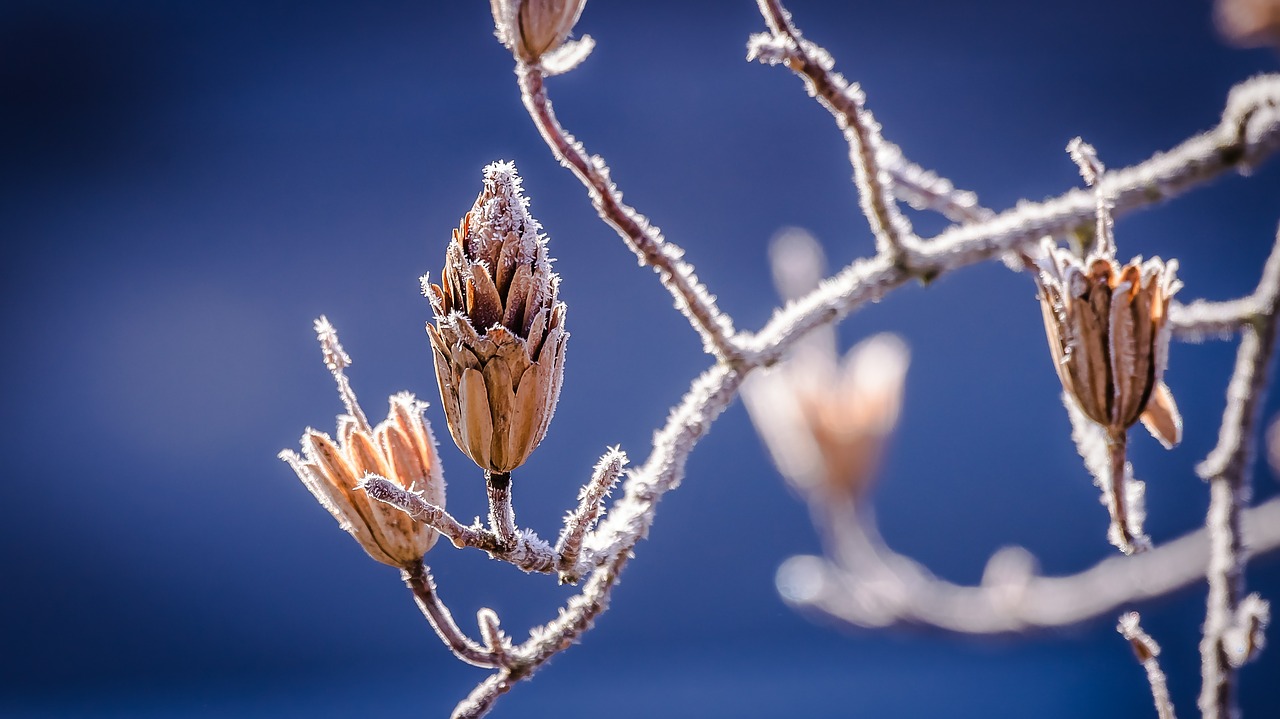 Image - winter nature bud branch frost