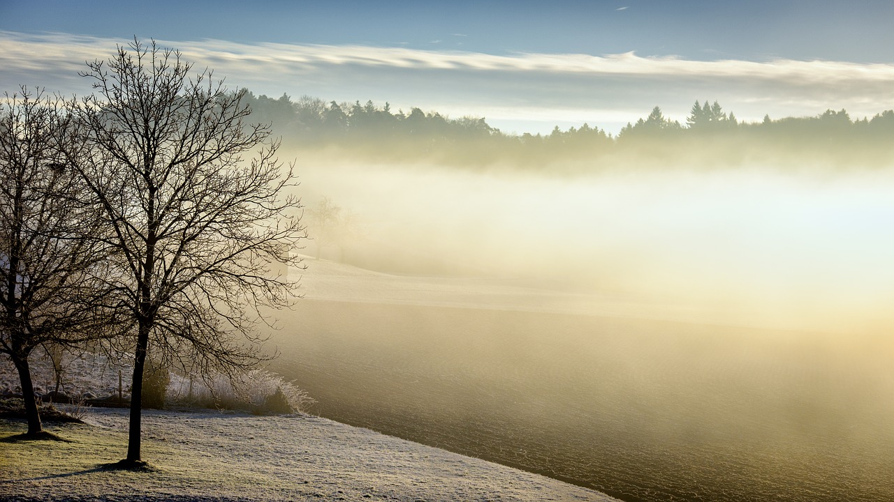 Image - winter morning fog tree forest