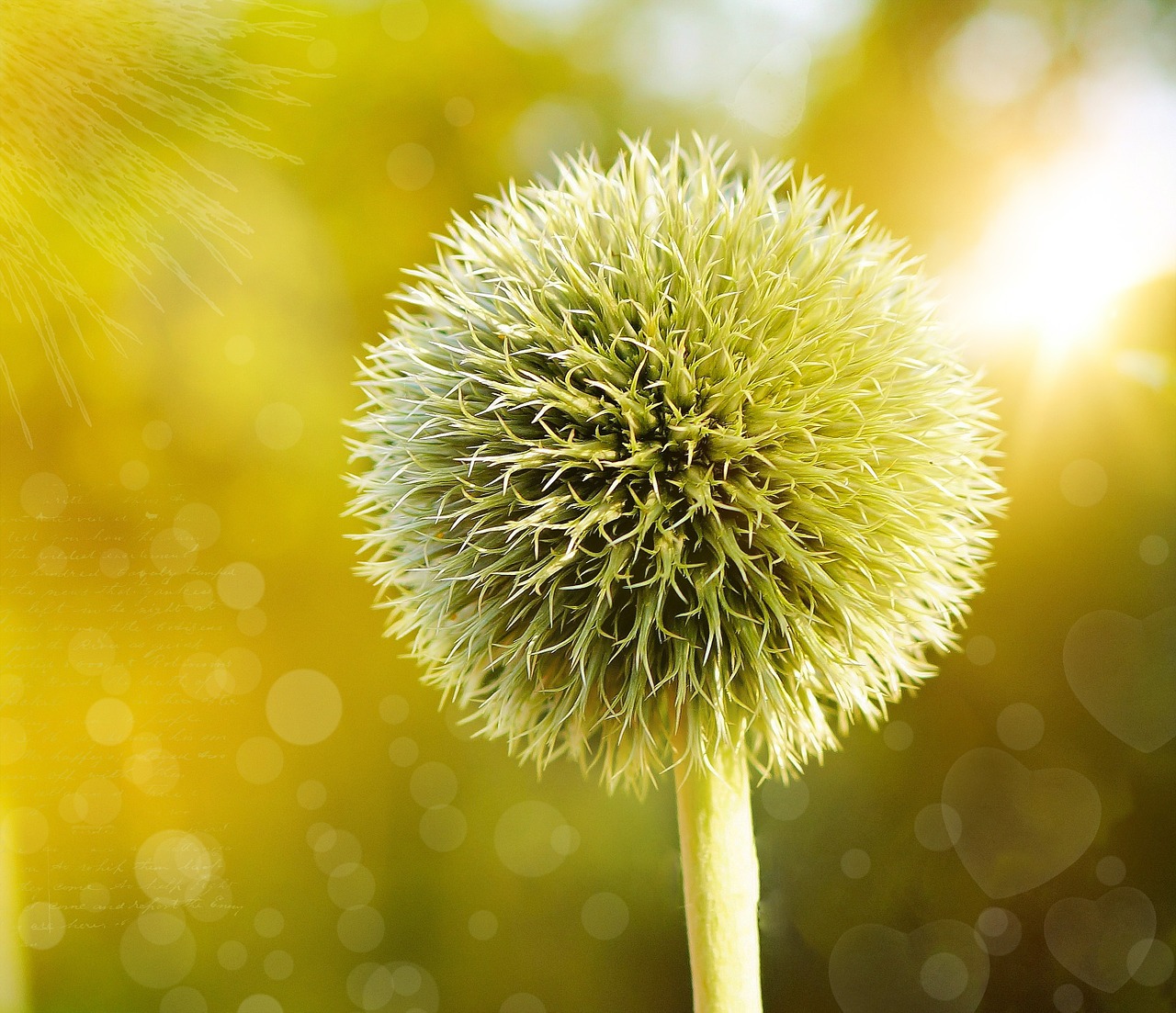 Image - globe thistle thistle plant flower