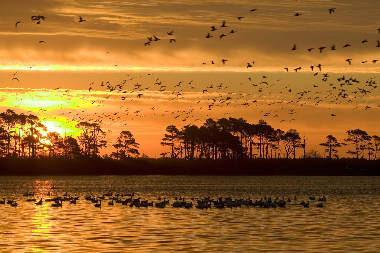 Image - sunset wildlife refuge birds water