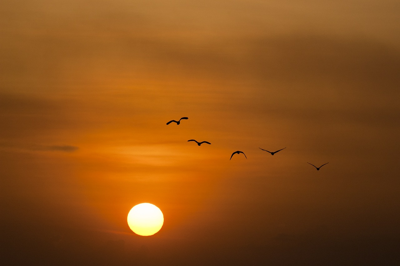 Image - sunset sea sun birds twilight