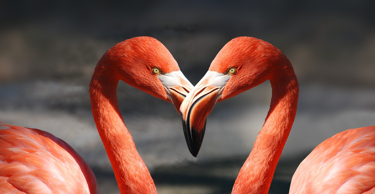 Image - flamingo valentine heart