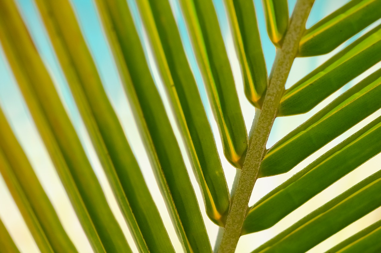 Image - plant leaf macro palm summer