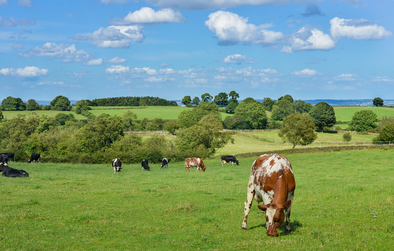 Image - livestock countryside cows farm