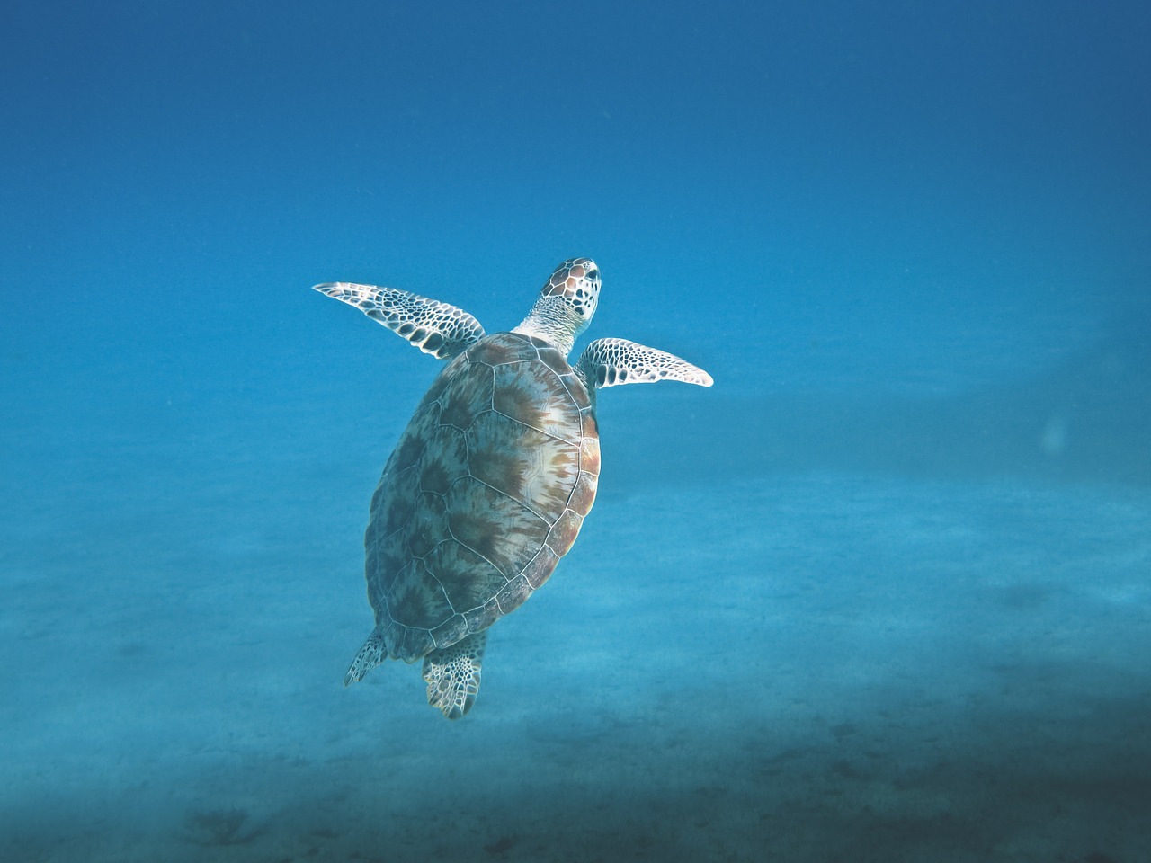 Image - turtle animal marine ocean sea