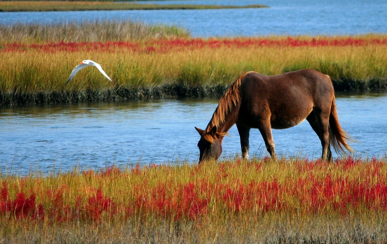 Image - horse wild horse marsh pony swamp
