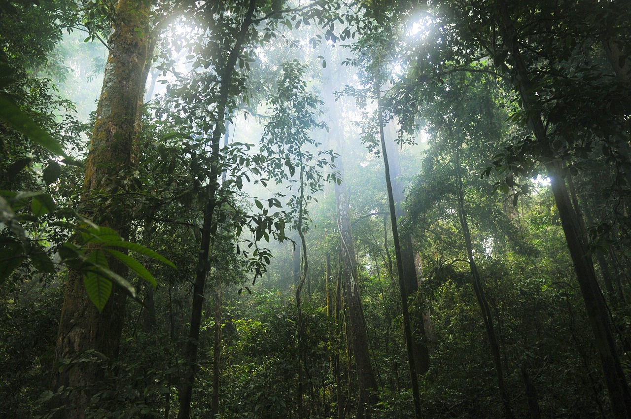 Image - jungle forest trees green nature