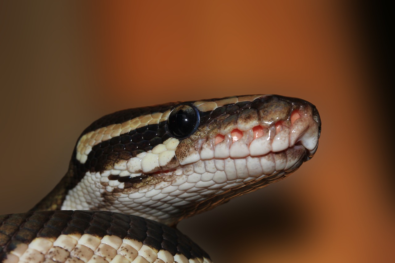 Image - snake ball python python regius