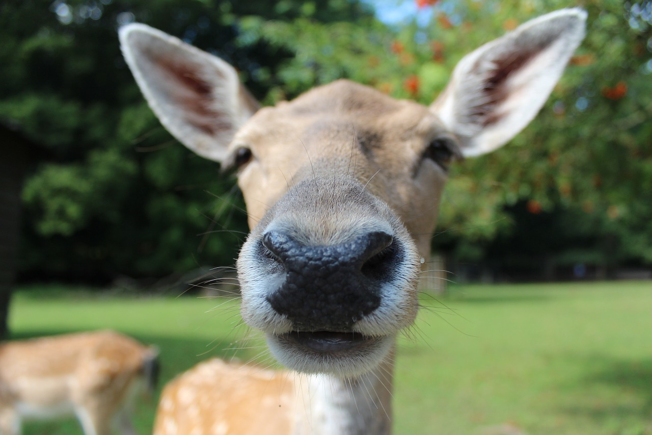 Image - fallow deer reindeer roe deer