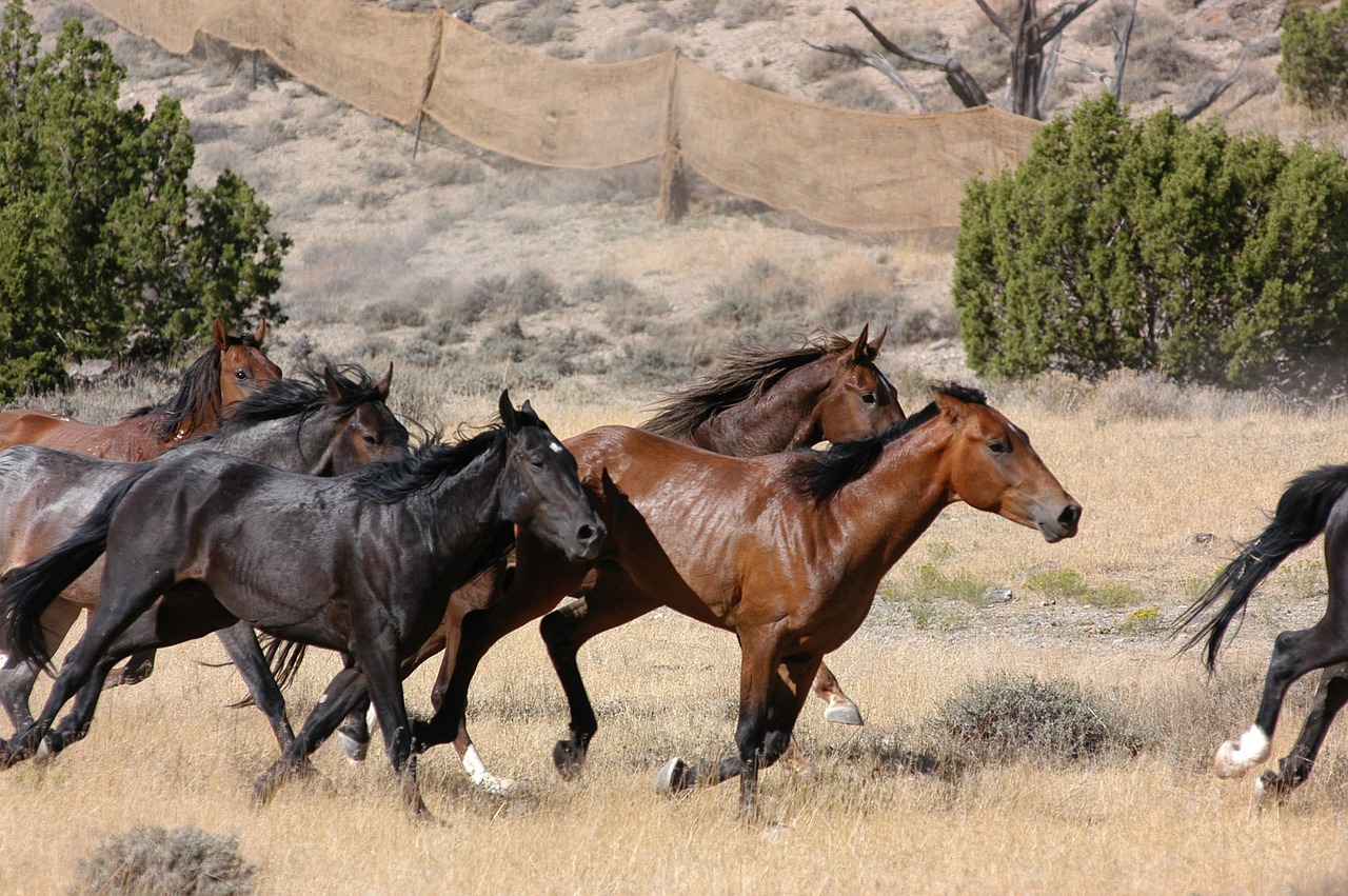 Image - feral horses wild running panorama
