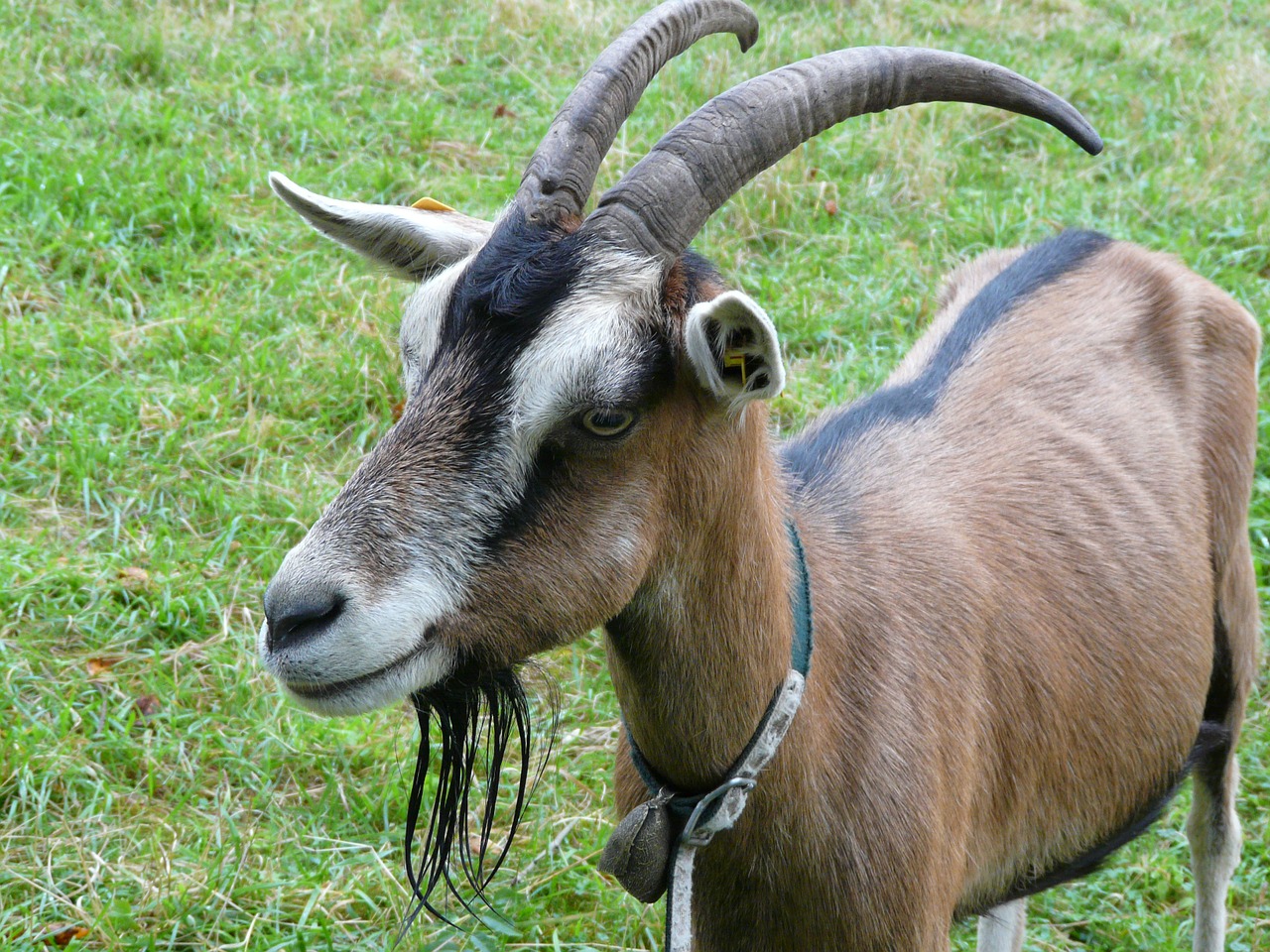 Image - goat billy goat goatee horns