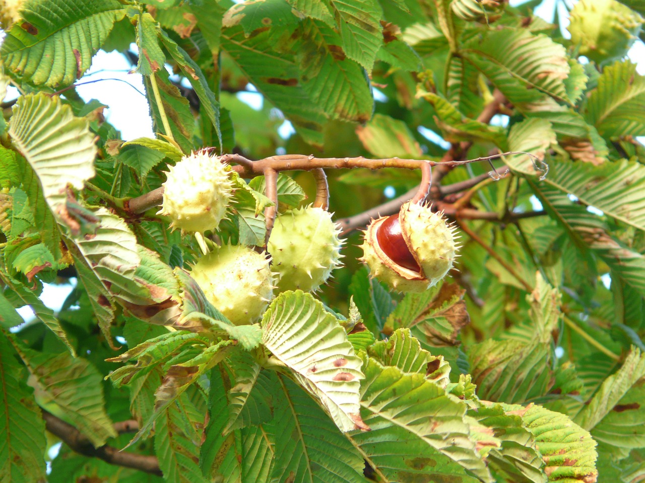 Image - chestnut chestnut tree tree branch