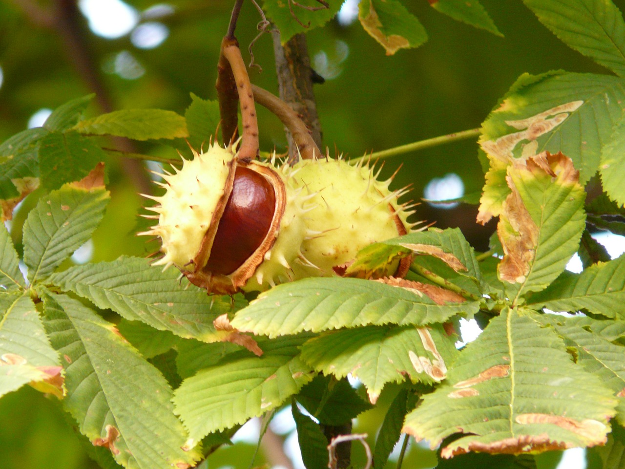 Image - chestnut chestnut tree tree branch
