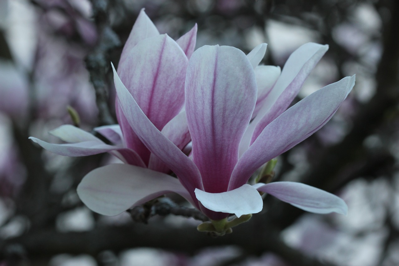 Image - magnolia blossom tulip tree