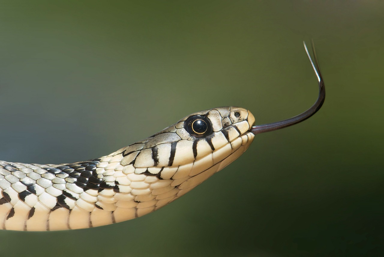 Image - grass snake snake serpentes natrix