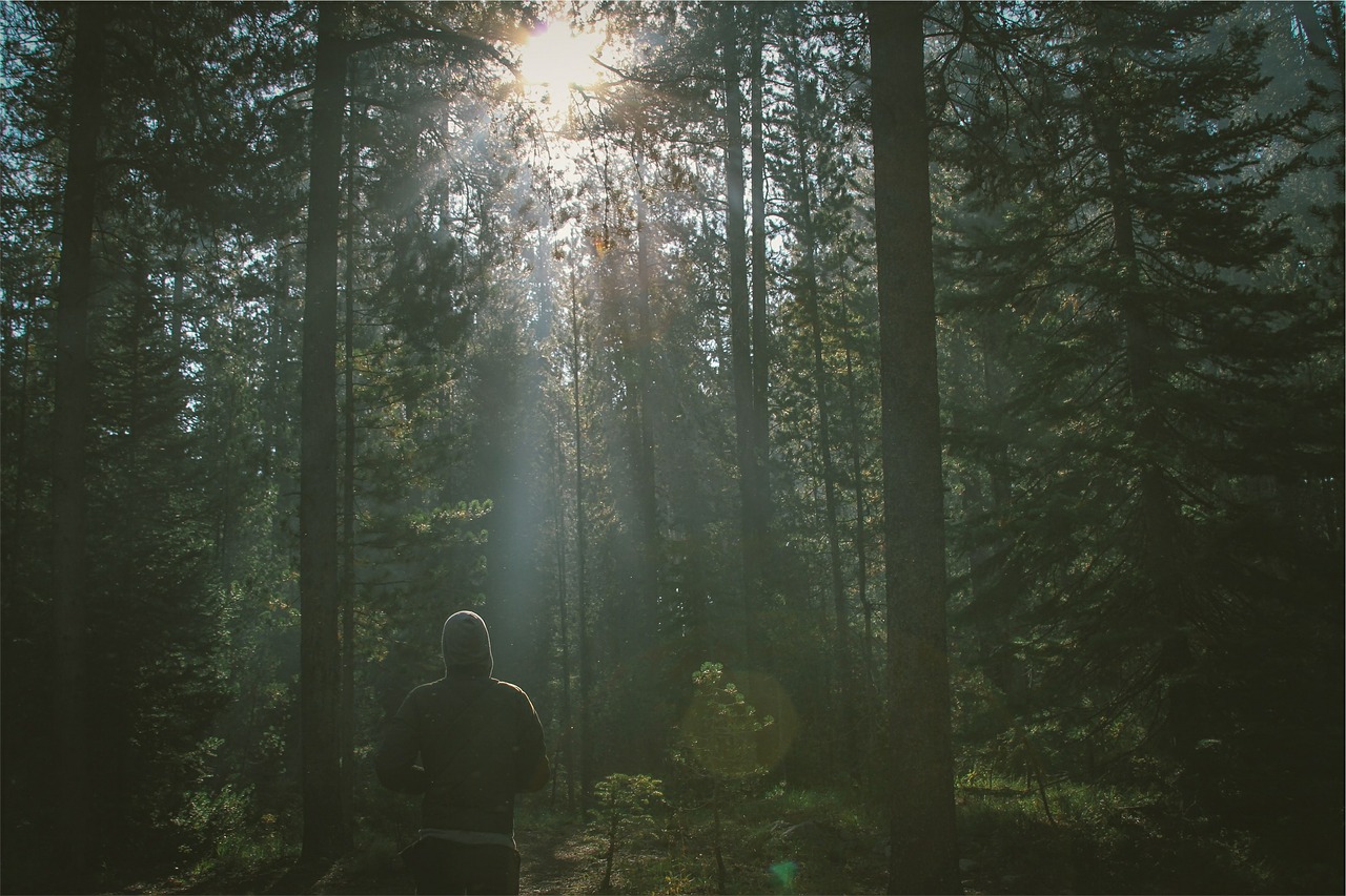 Image - forest nature jogging sun rays