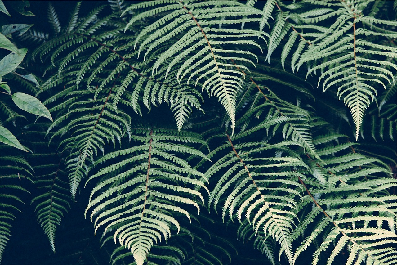 Image - nature plant fern leaves frond