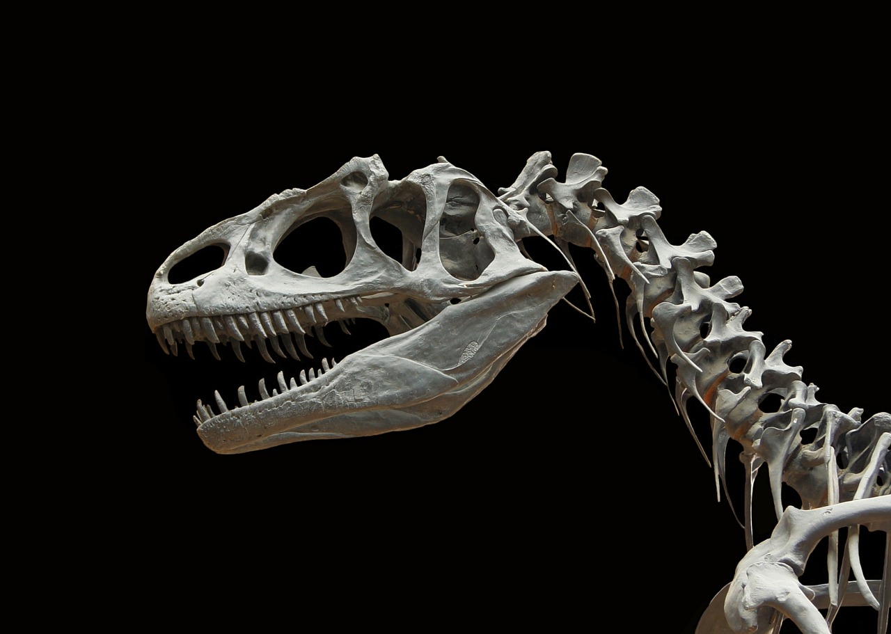 Image - dinosaur allosaurus skeleton bone