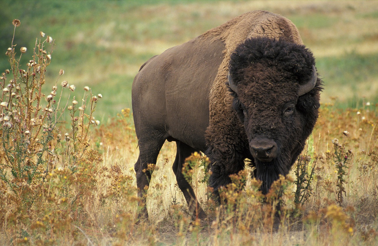 Image - bison usa buffalo beef wild