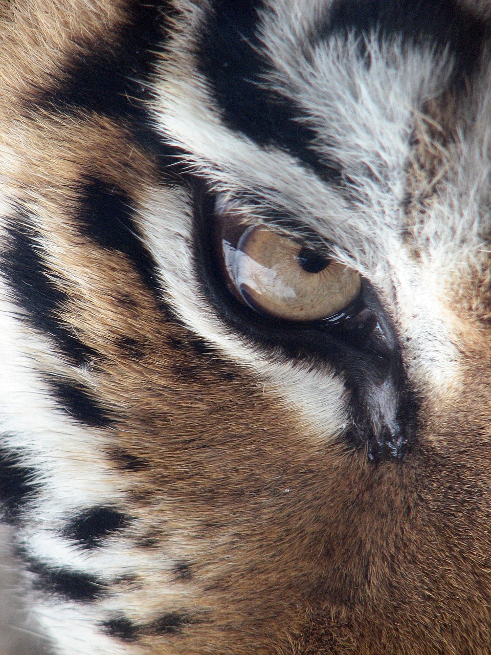 Image - tiger eye siberian tiger