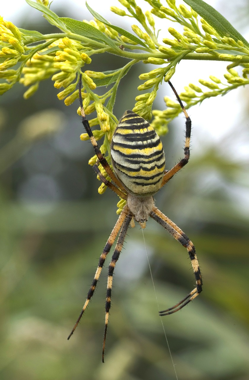 Image - zebraspinne spider tiger spider