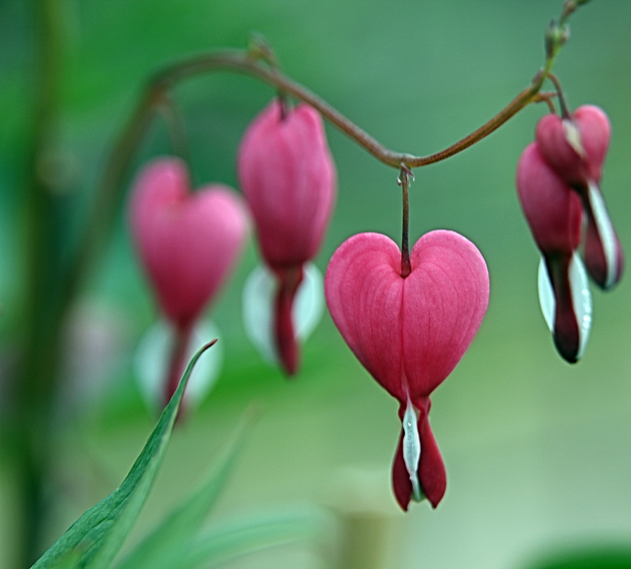 Image - pink heart shape flower flowers