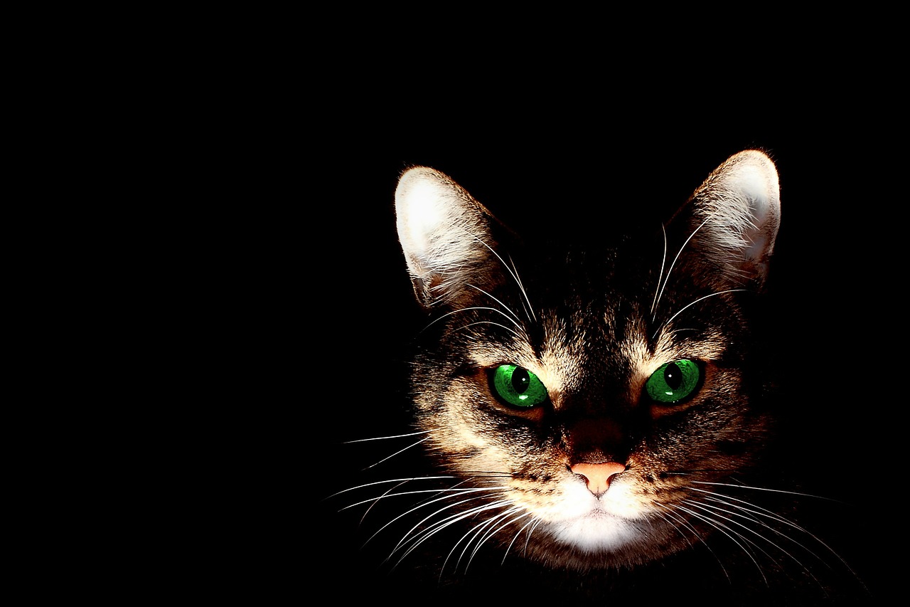 Image - cat short hair pet mammal portrait