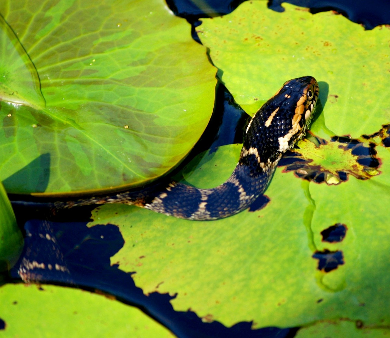 Image - serpent predator pond lily pads