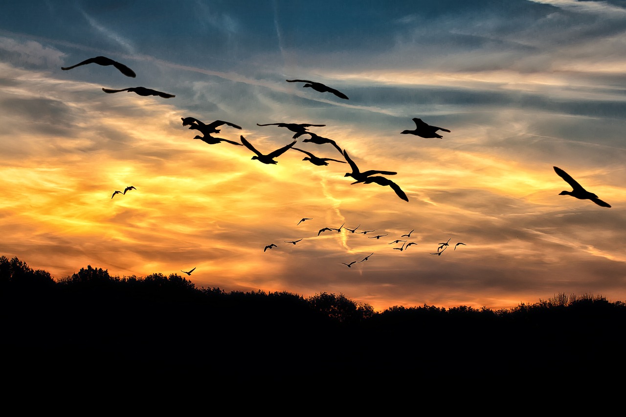 Image - geese sunset bright swarm