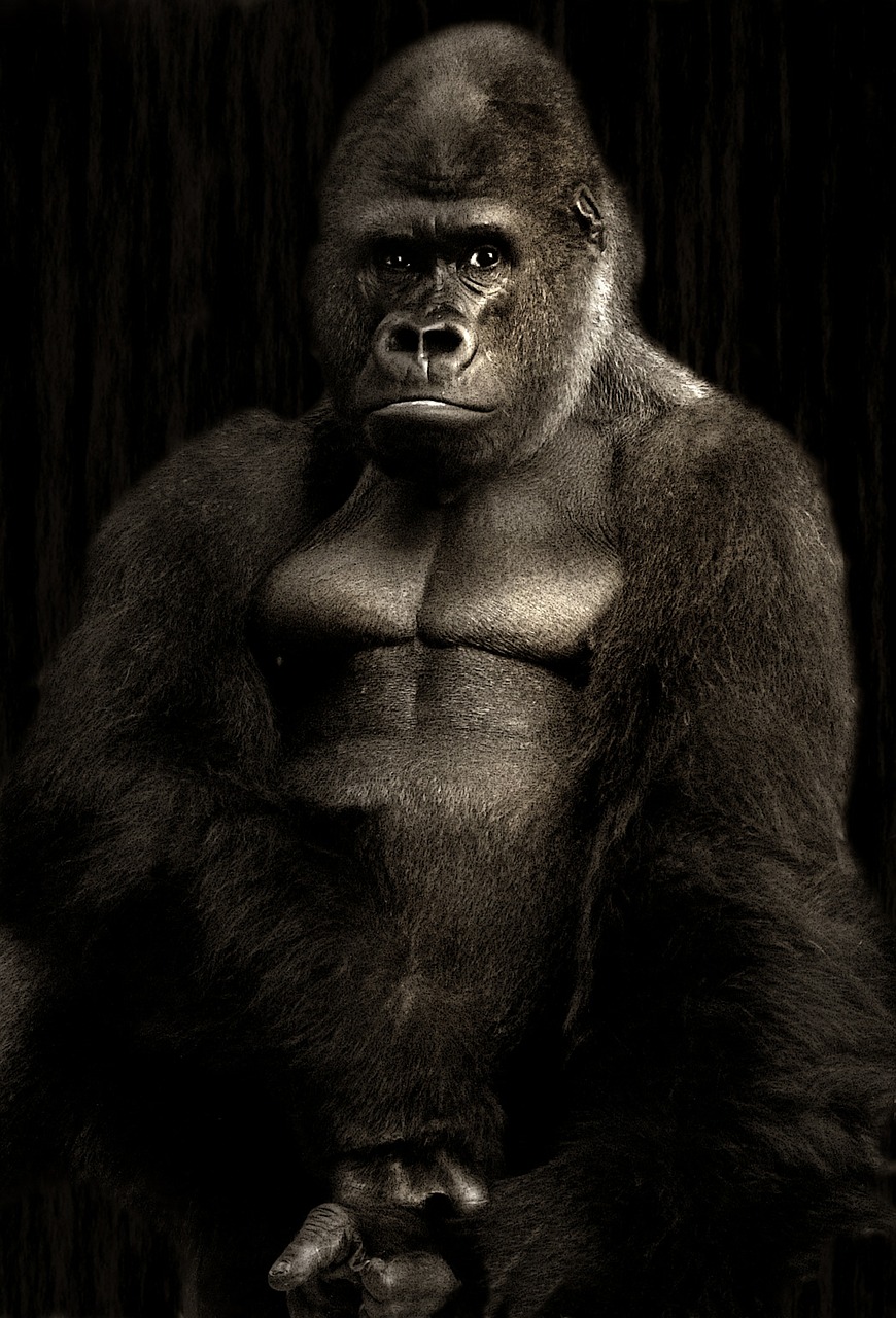 Image - gorilla silverback monkey