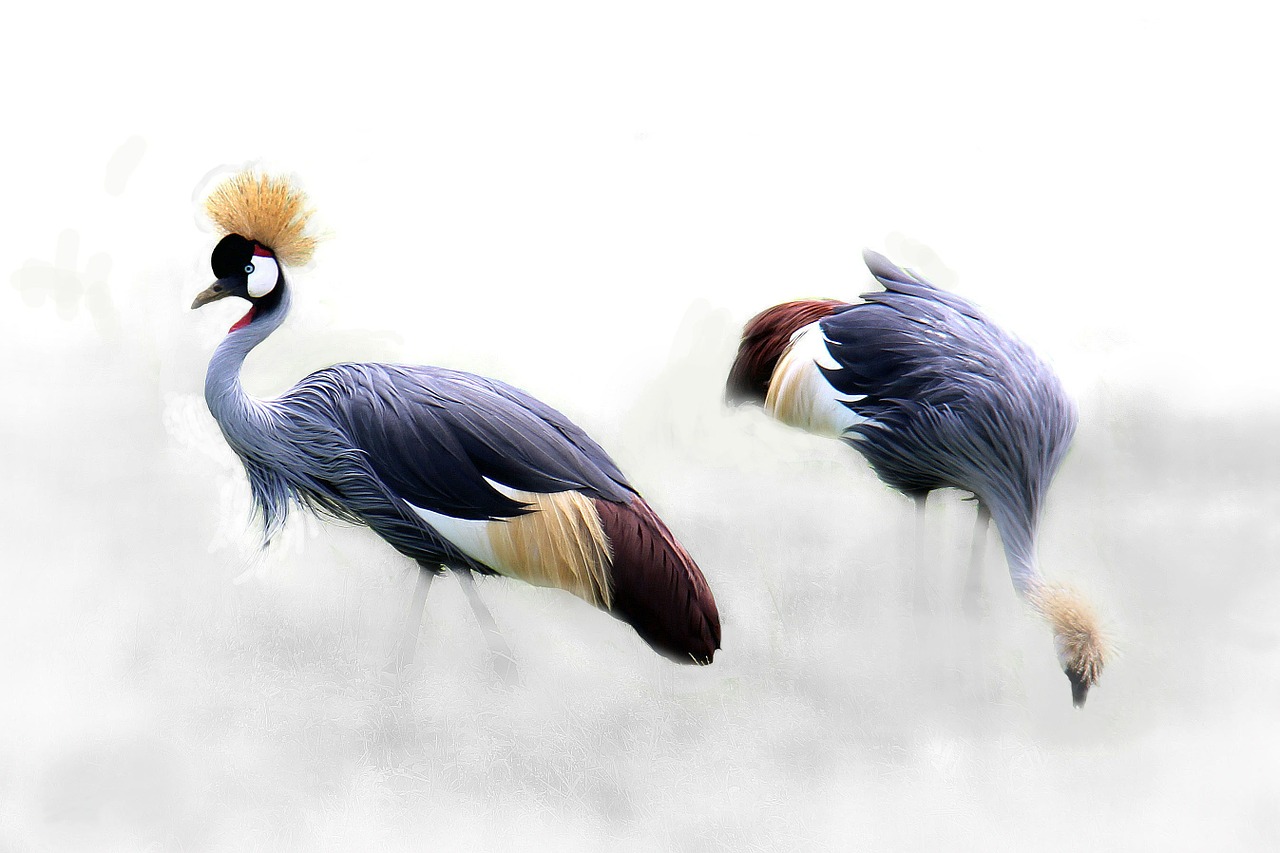 Image - grey crowned crane cranes bird